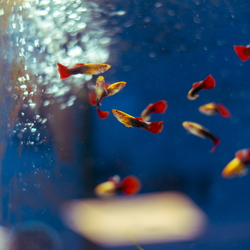 À travers le regard - Poissons et oiseaux